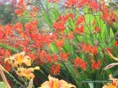 Crocosmia x crocosmiiflora - blossom