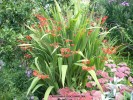 Crocosmia x crocosmiiflora - red