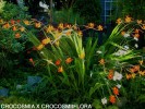 Crocosmia x crocosmiiflora