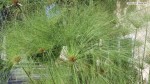 Cyperus papyrus 'Giganteus' - foliage