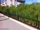 Cyperus papyrus 'Giganteus' - group planting