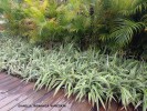 Dianella tasmanica 'Variegata' - mass