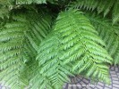 Dicksonia antarctica - foliage