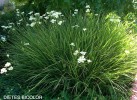 Dietes bicolor 1