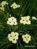 Dietes bicolor