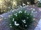 Dietes iridioides - blooming