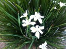 Dietes iridioides - blossom