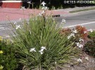 Dietes iridioides