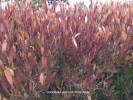 Dodonaea viscosa 'Purpurea' - foliage