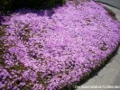 Dronsanthemum floribundum - blossom