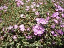 Dronsanthemum floribundum - blossom