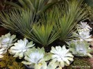 Dudleya brittonii -white group