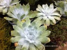 Dudleya brittonii -white