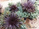 Dyckia 'Black Gold