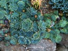 Echeveria 'Alpine Blue