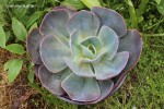 Echeveria 'Blue Sky'