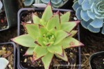 Echeveria agavoides 'Lipstick