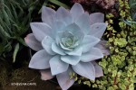 Echeveria cante