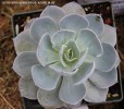 Echeveria subsessilis 'Azure Blue'