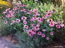 Echinacea purpurea - blooming