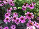 Echinacea purpurea - blossom