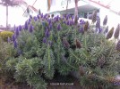 Echium candicans (fastuosum) 1