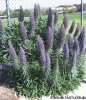 Echium candicans (fastuosum) - blooming