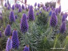 Echium candicans (fastuosum) - blossom