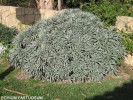 Echium candicans (fastuosum)