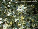 Elaeagnus Pungens 'Variegata' - foliage