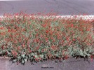 Epilobium canum - blooming 1