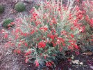 Epilobium canum - blooming