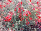 Epilobium canum - blossom