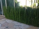 Equisetum hyemale - 2