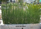 Equisetum hyemale