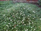 Erigeron karvinskianus - blooming