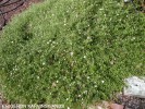 Erigeron karvinskianus