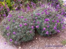 Erysimum 'Bowles Mauve' 1