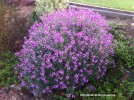 Erysimum 'Bowles Mauve' - blooming