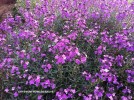 Erysimum 'Bowles Mauve' - blossom