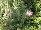 Escallonia 'Fradesii' - blossom