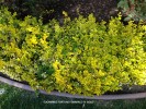 Euonymus fortunei 'Emerald n Gold'