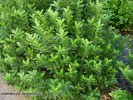 Euonymus japonicus 'Microphyllus' - foliage