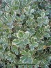 Euonymus japonicus 'Silver King' - foliage