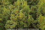 Euonymus japonicus microphyllus 'Butterscotch'