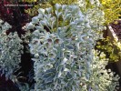 Euphorbia 'Glacier Blue' - blossom