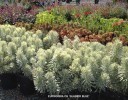 Euphorbia ch 'Glacier Blue'