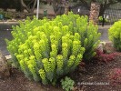 Euphorbia characias - blooming 1