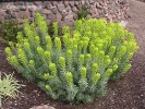 Euphorbia characias - blooming