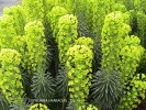 Euphorbia characias - blossom